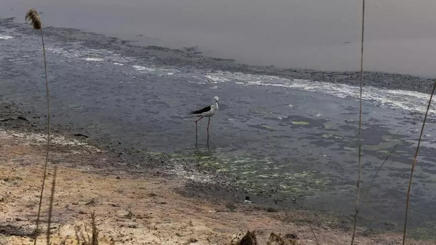 El Estany del Pujol, en un estado de conservación lamentable