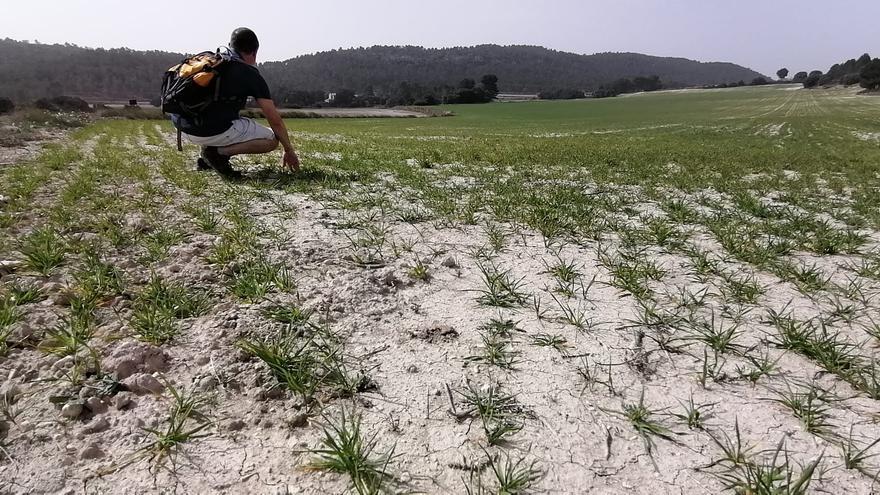 La extrema sequía acaba otra vez con el 90% del cereal en Alicante