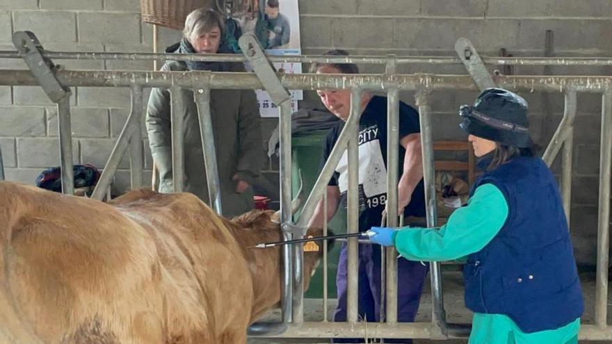 Inicio de la campaña de vacunación contra la lengua azul, en enero, en una ganadería en Siero.