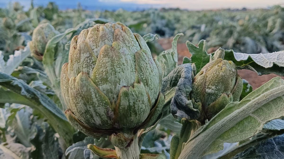 Los daños son visibles en las plantaciones de Cazalla, Campillo y La Hoya.