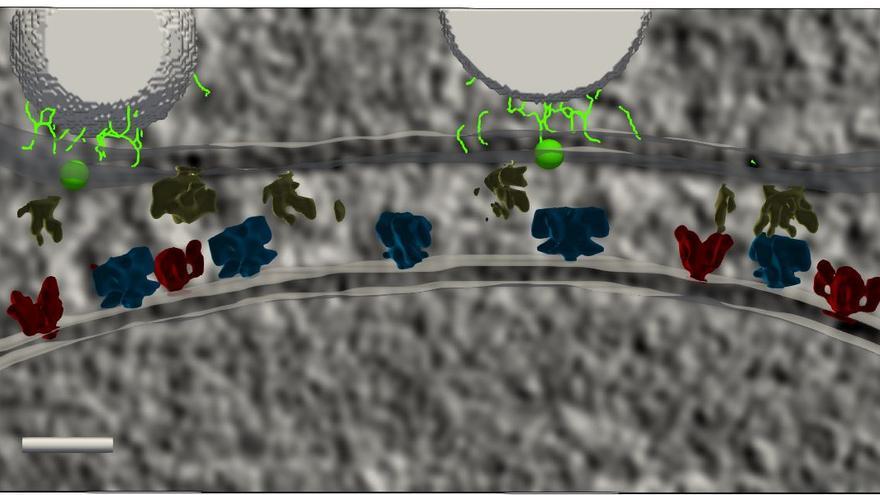 Imagen de una sinapsis obtenida por crio-tomografía electrónica. En el centro se aprecia un nano-columna, la maquinara encargada de liberar los neurotransmisores (verde y amarillo) se alinean con un neuroreceptor (azul).