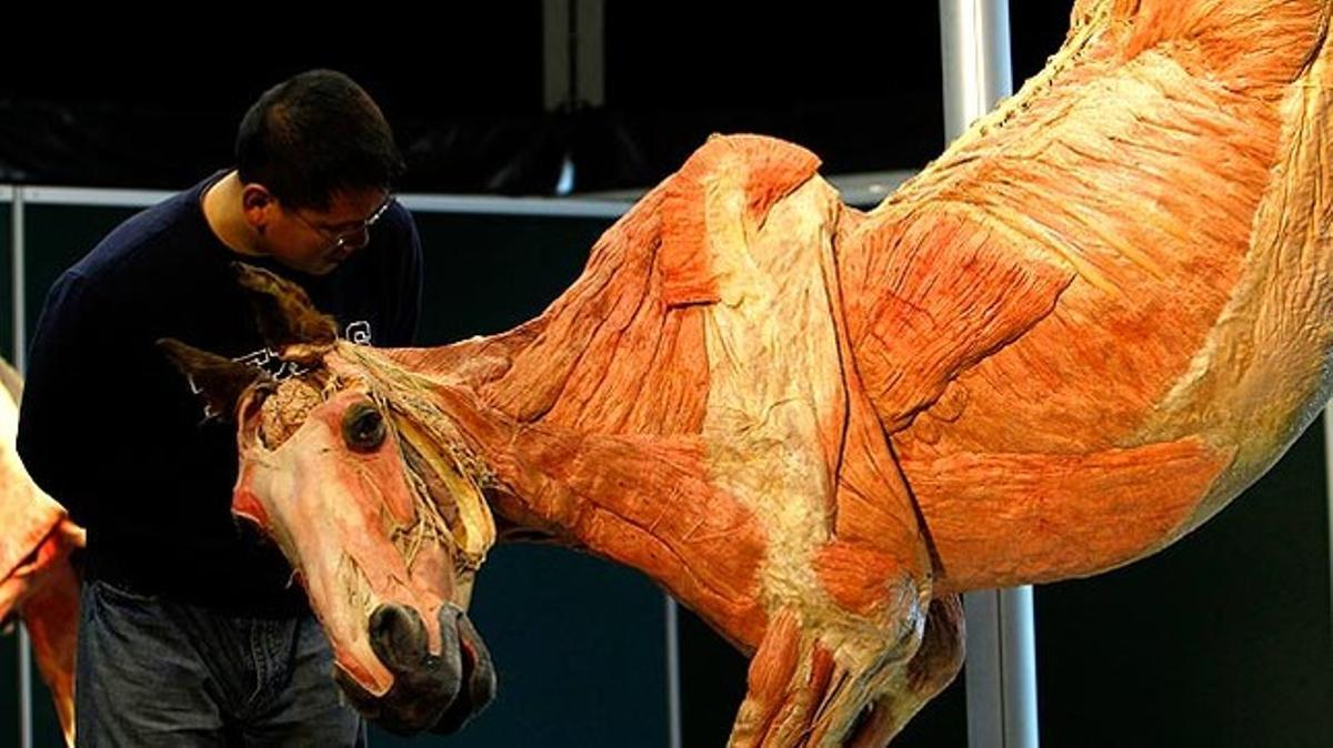 Un home observa sorprès el cos d’un cavall plastificat com a part de l’exposició de Gunther von Hagens a Melboune (Austràlia).