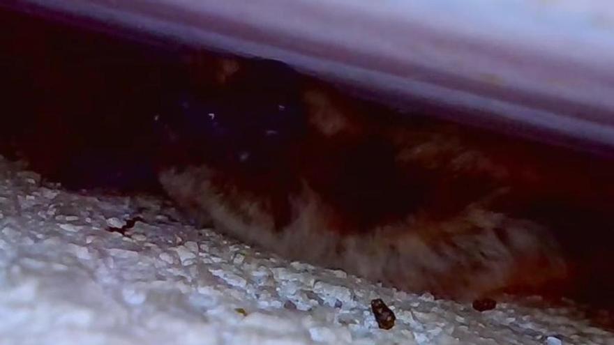 Quin animal continua vivint a les Coves del Toll de Moià?