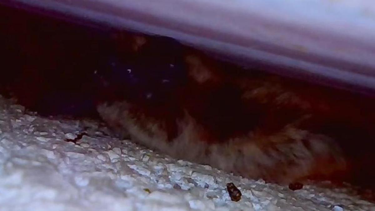 Quin animal continua vivint a les Coves del Toll de Moià?