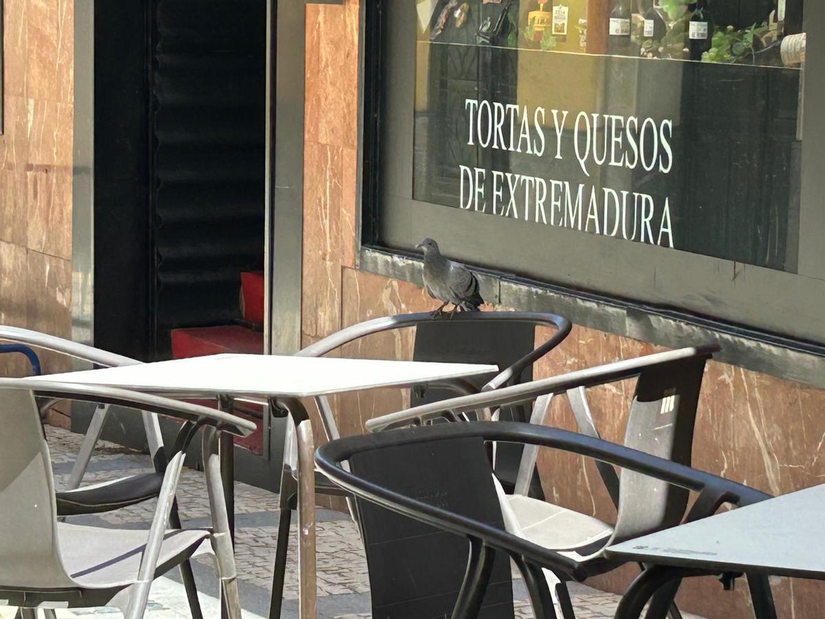 Fotogalería | Los vecinos del Casco Antiguo de Badajoz se quejan de las palomas