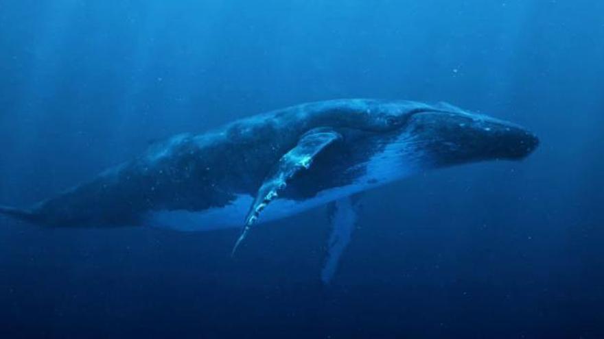 Die Besucher des Palma Aquarium kommen bald Buckelwalen ganz nah