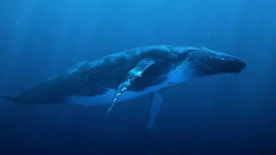 Buckelwale im Palma Aquarium
