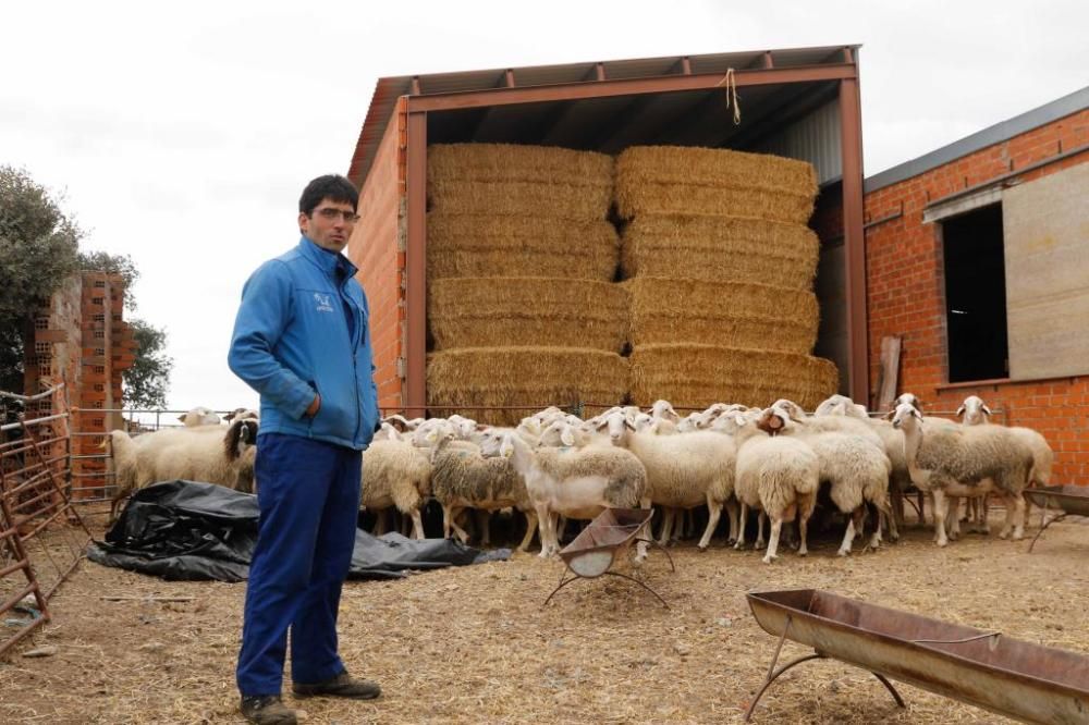 La complicada realidad de los ganaderos de ovino