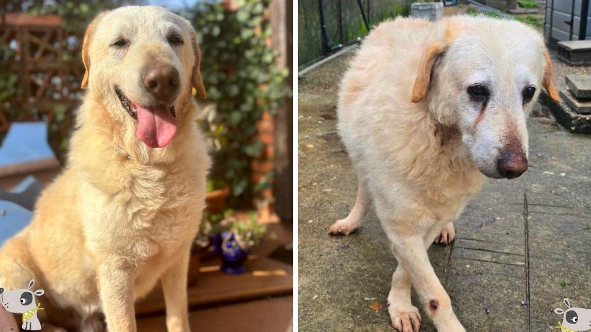 El antes y el después de Iogur, con unos días de diferencia entre su hogar de adopción y su vuelta al refugio.