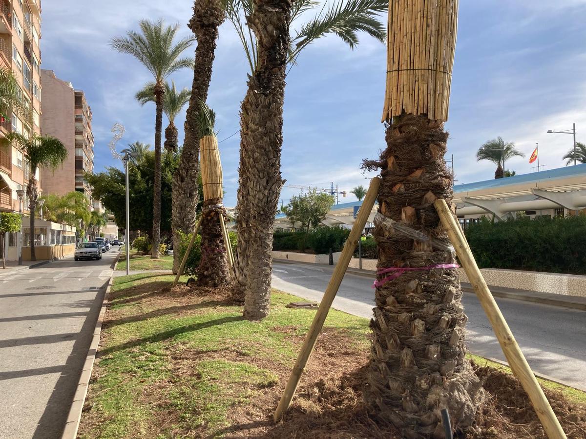 Nuevas palmeras en el vial paralelo al paseo de Vista Alegre