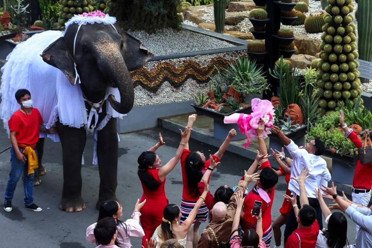 Ceremonia de firma de licencias de matrimonio en elefantes, el día de San Valentín, en el Jardín Tropical Nong Nooch en Chonburi, Tailandia