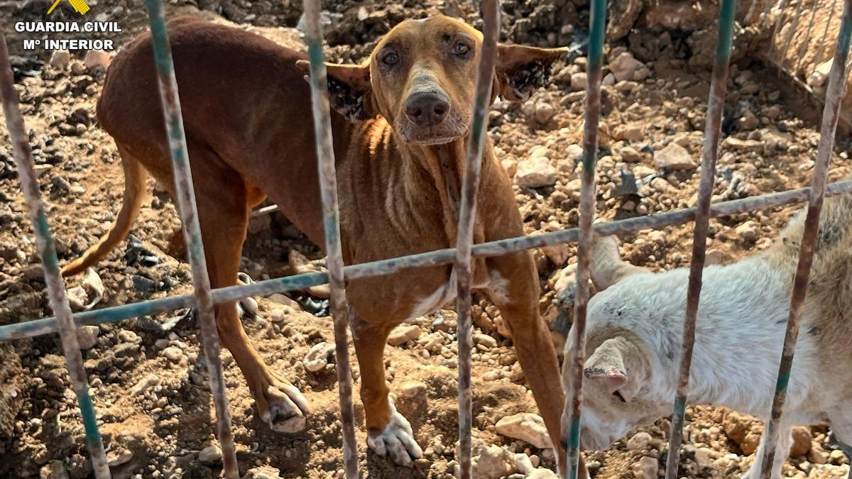 Perros rescatados en Fuerteventura.