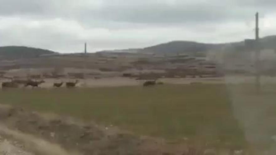 Una manada de ciervos irrumpe en la N-631