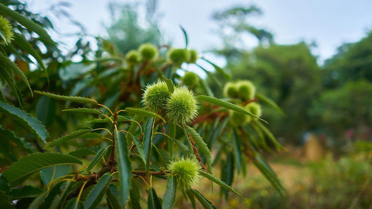 El otro alimento saludable del otoño: bueno para el corazón, la diabetes,  el colesterol, la osteoporosis...