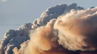El humo de los incendios forestales hace desaparecer hasta el 3 % de las especies de aves la primavera siguiente