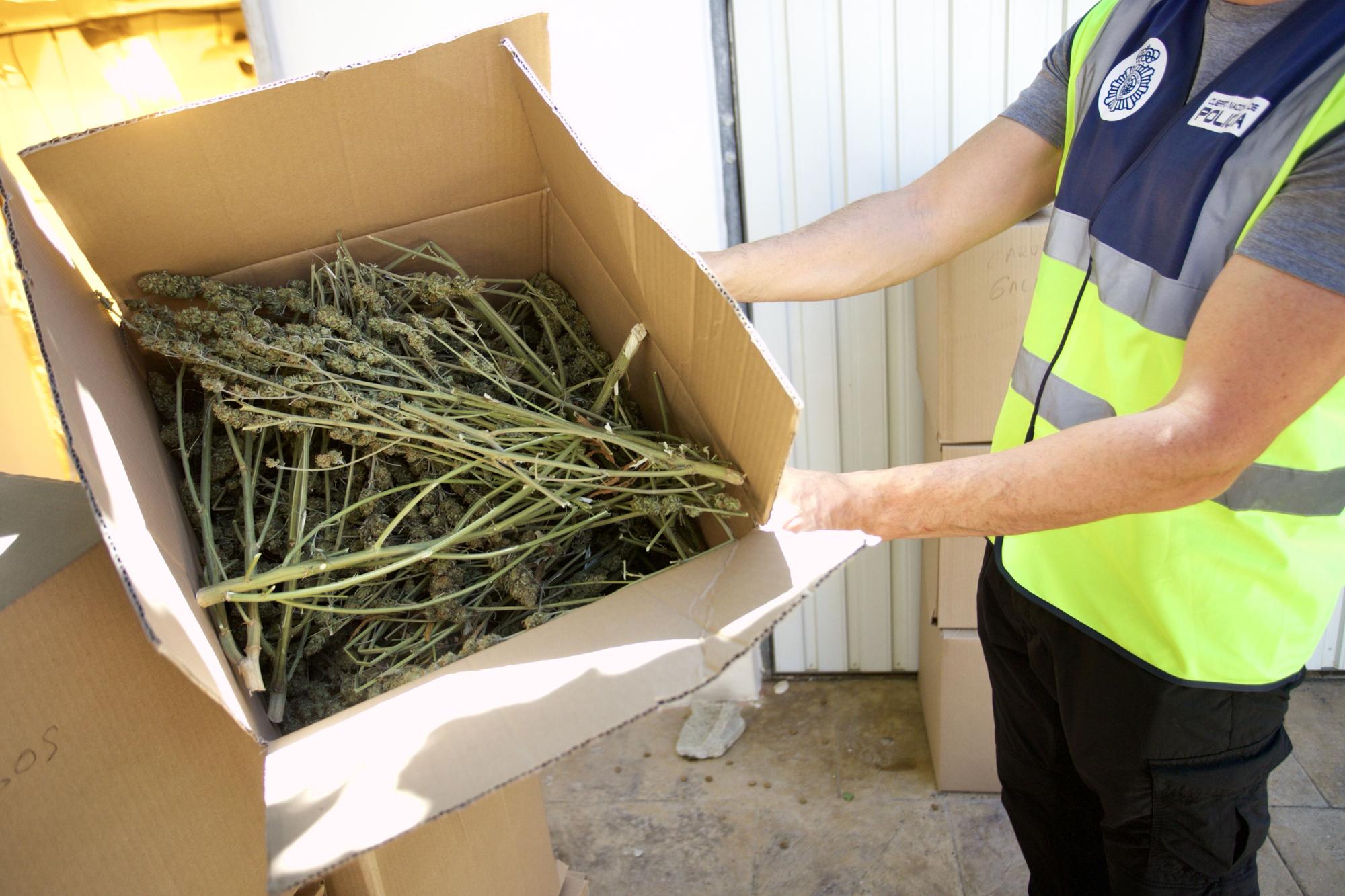 Golpe al cultivo de marihuana en Murcia: la Policía Nacional 'toma' Patiño