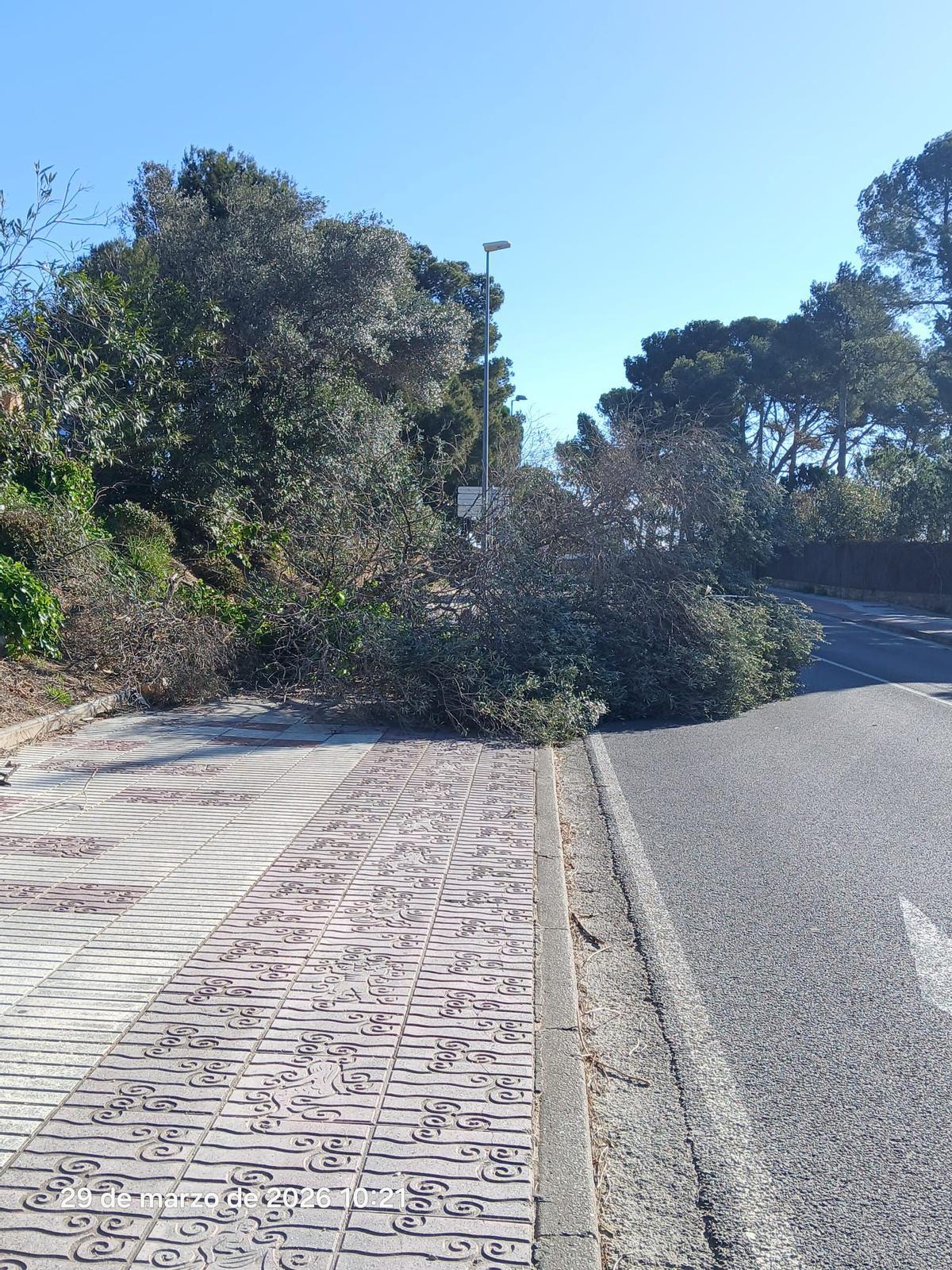 Els efectes de l'episodi de vent a Girona, en imatges