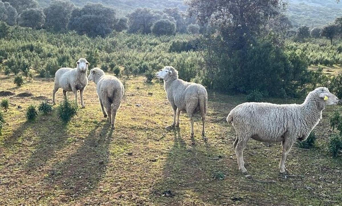 Ganado ovino.