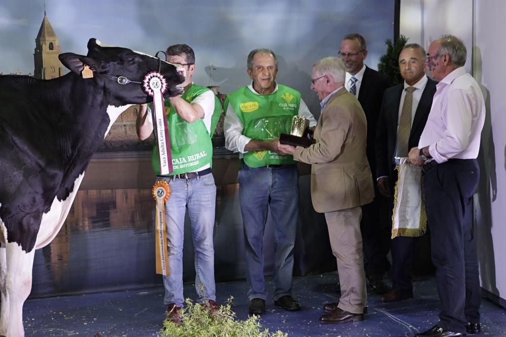 Las mejores vacas de Asturias se citan en la Feria de San Antonio de Gijón.