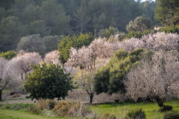 Mandelblüte auf Mallorca