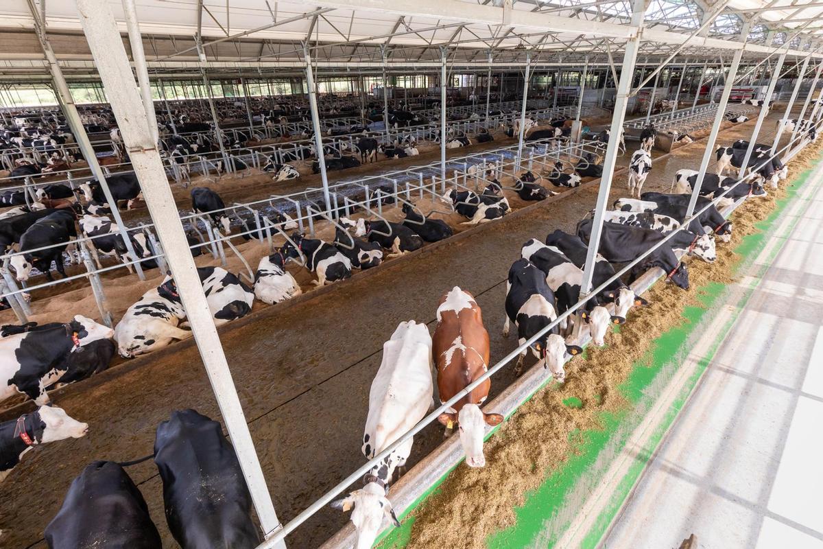 Ganadería de Pazos, en Dumbría y Mazaricos, pionera del biogás gallego.