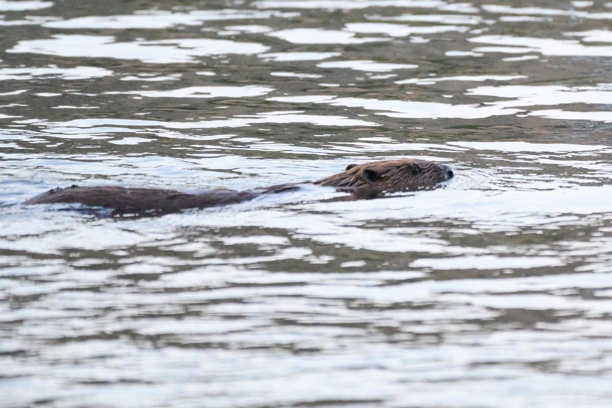 Un castor asoma el hocico en las aguas del Ebro a su paso por Zaragoza.