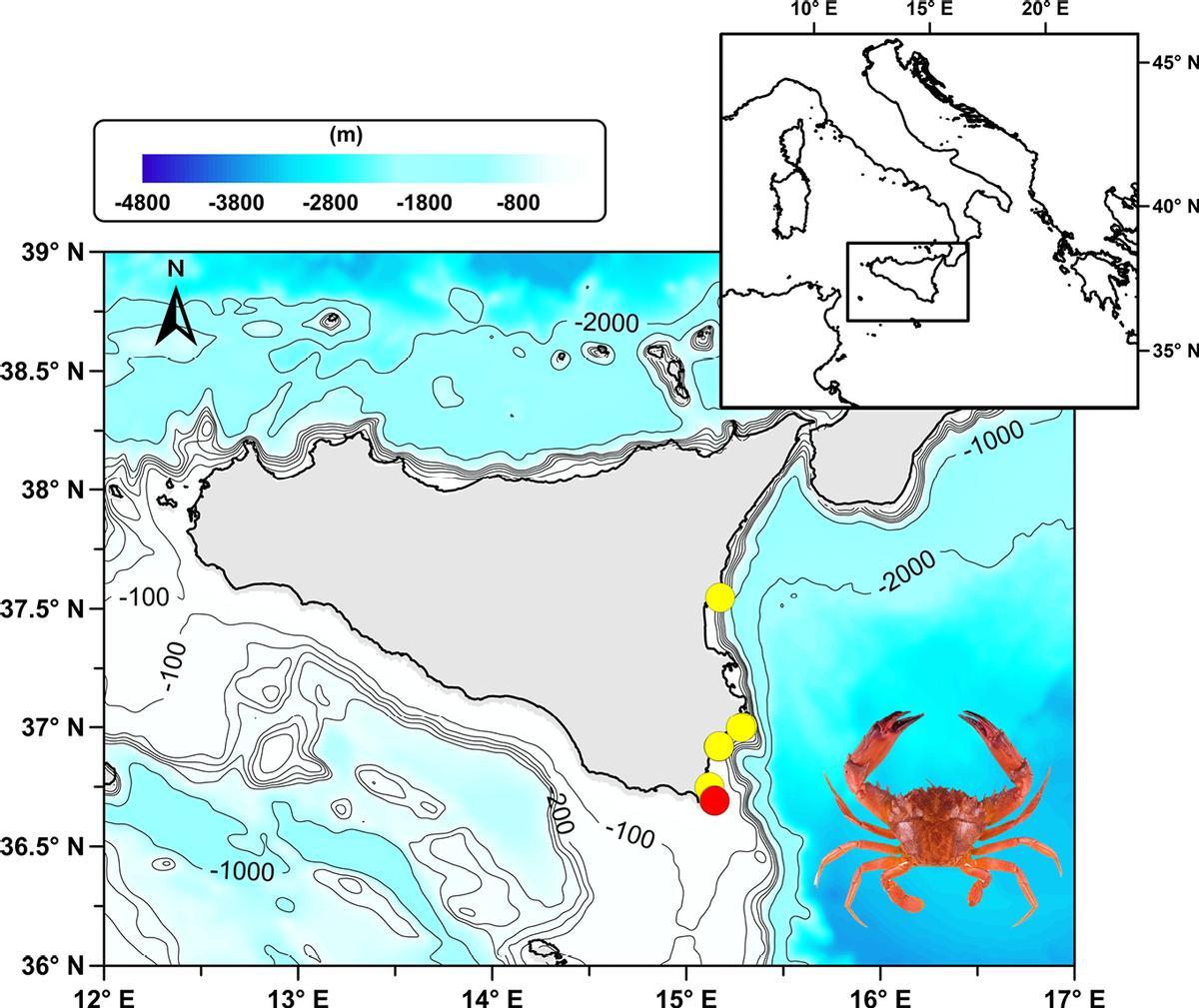 Puntos de la costa siciliana donde se han encontrado los ejemplares