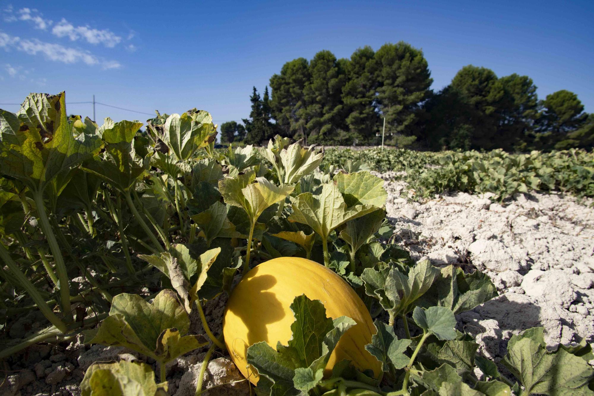 La marca «meló d’or» de Ontinyent cumple una década