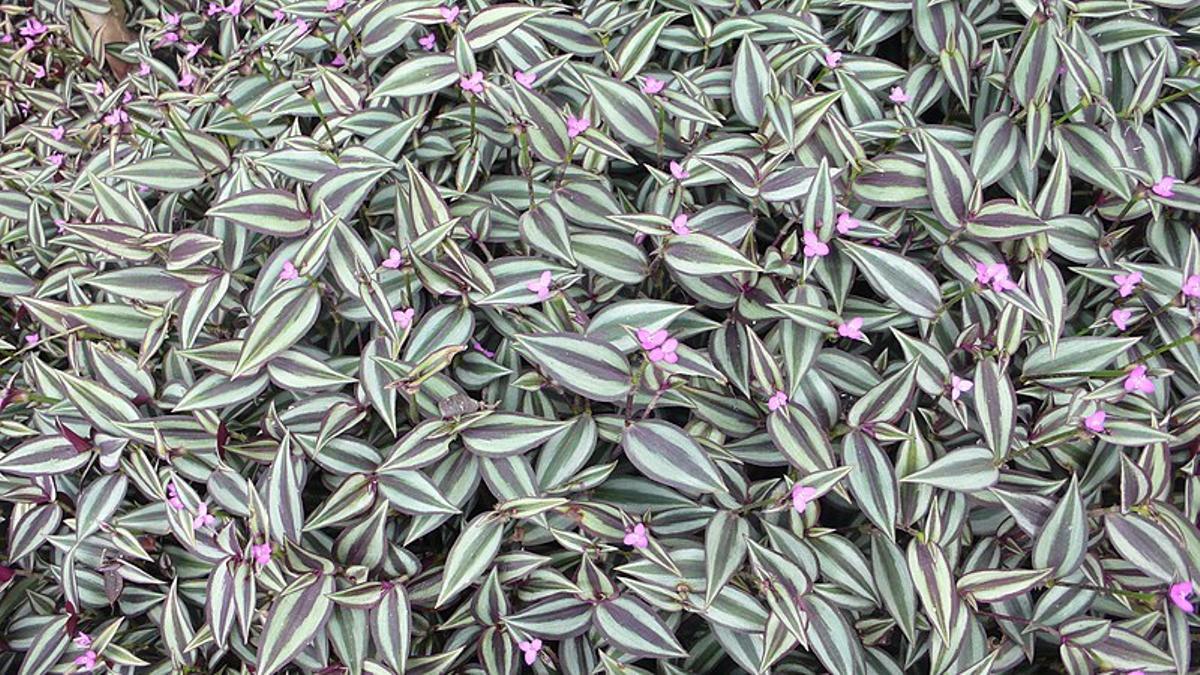 Tradescantia: una planta colgante con hojas moradas