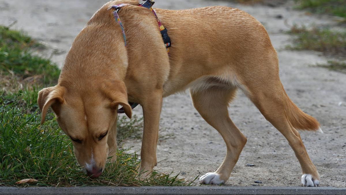 Los perros detectan estas enfermedades con su olfato.