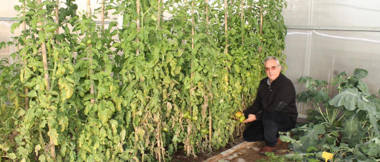 Recuperan variedades de tomate y cebollas típicas de Benifaió y Alginet