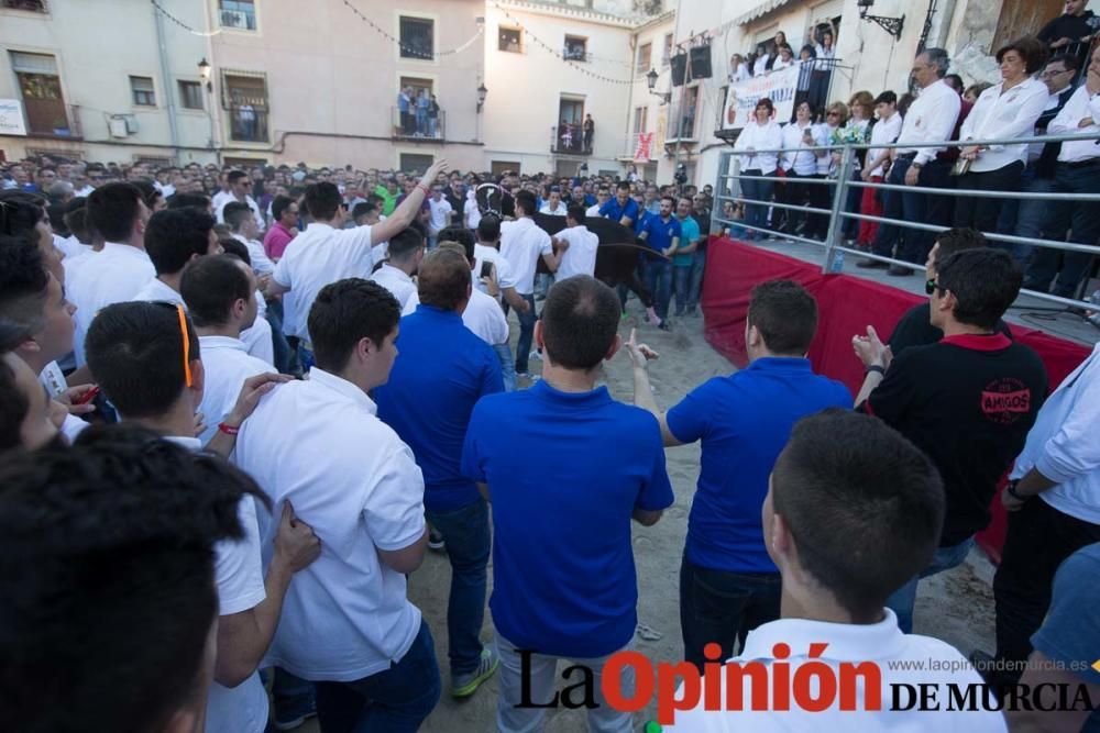 Caballo a pelo Caravaca (Desfile)