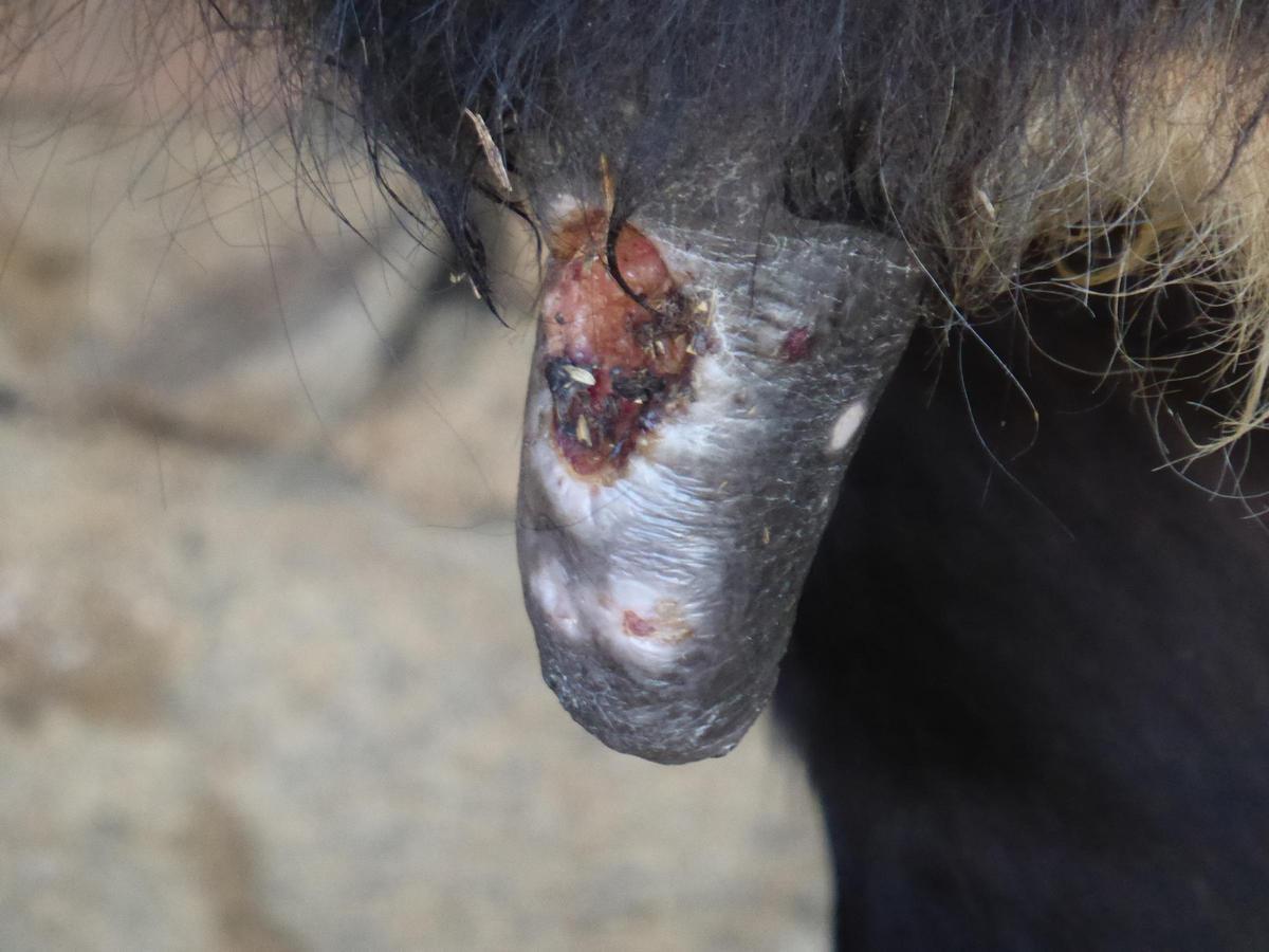 Ubre con heridas por DNC.