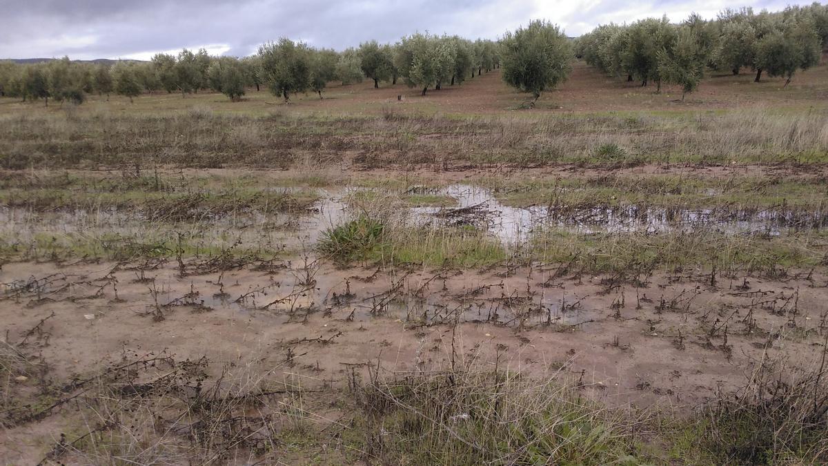 Imagen de la laguna de Cortijo Viejo tras la restauración.