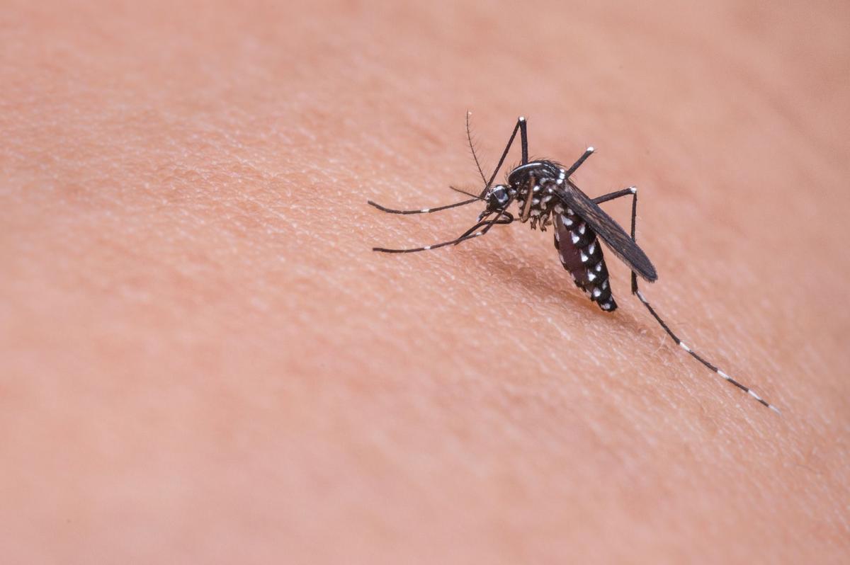 Los mosquitos pueden transmitir enfermedades