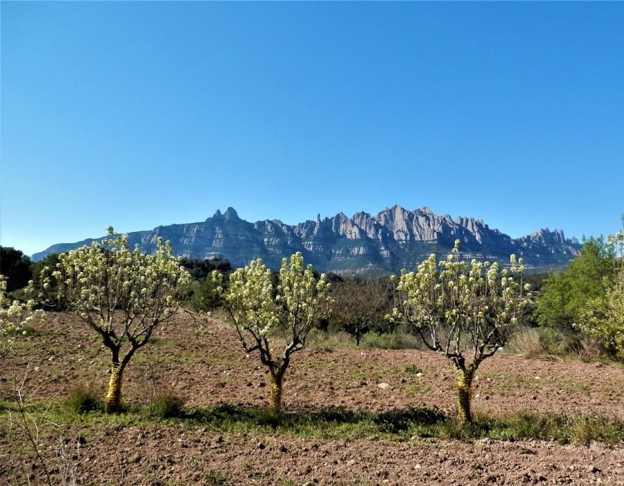 Imatge de primavera presidida per la muntanya de Montserrat.