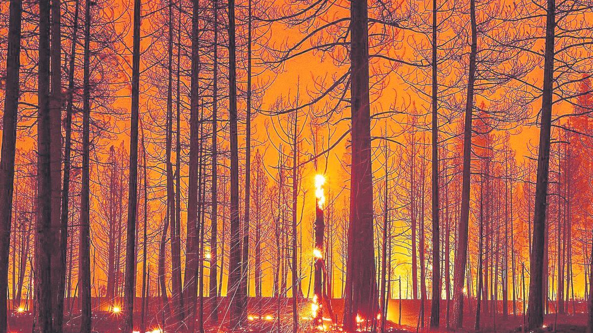 Un bosque en llamas.