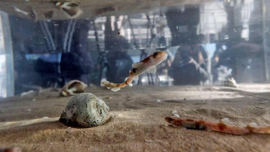 El Oceanogràfic suelta al mar una veintena de tiburones pintarroja