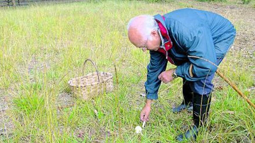 Antonio Sánchez recoge un ejemplar de Leucoagaricus, en Rodiles.