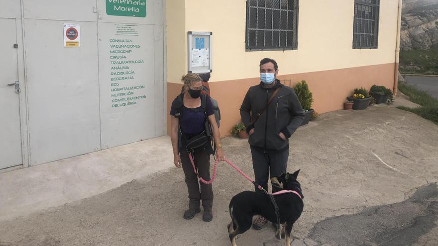 La clínica veterinaria de Morella les dio alojamiento a su llegado al municipio.