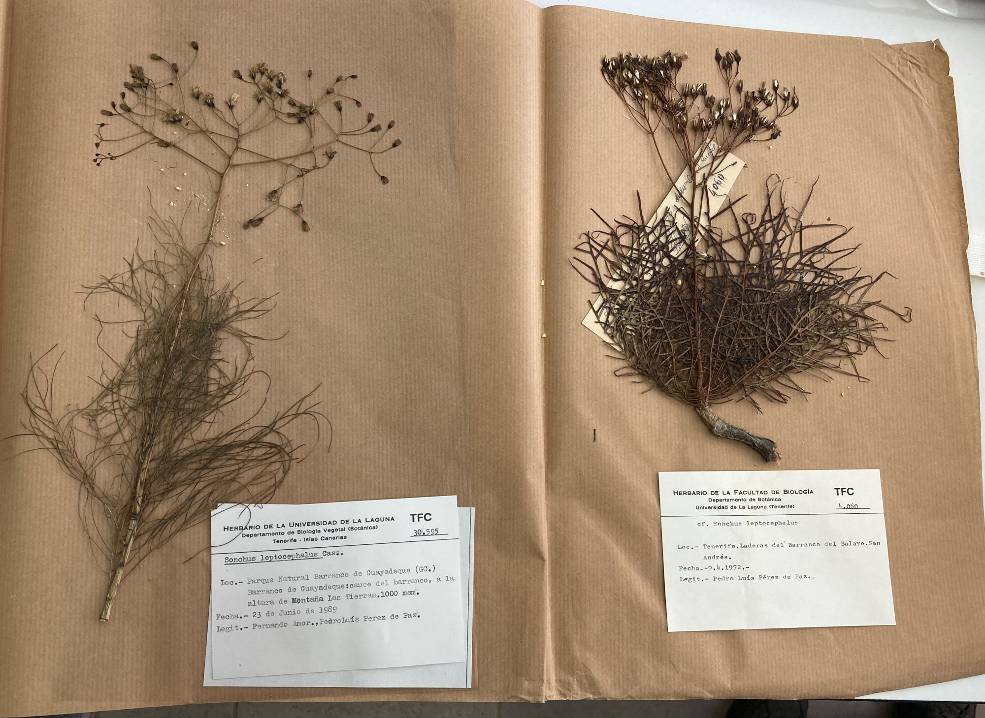 Investigación sobre  plantas extintas en la Macaronesia