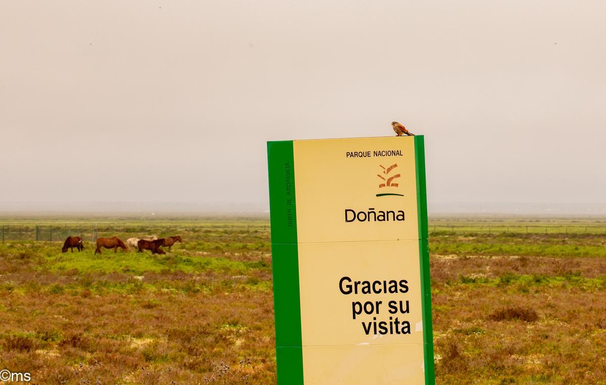 Imagen del parque natural de Doñana tras las últimas lluvias registradas en este 2026.