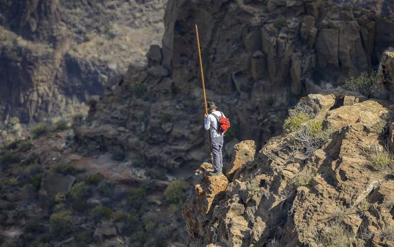 26/05/2018 TASARTICO, ALDEA DE SAN NICOLAS.  Apañada de cabras en la zona de Güi Güi, organizada por el Cabildo de Gran Canaria y  con la colaboración de distintos colectivos. FOTO: J. PÉREZ CURBELO  | 26/05/2018 | Fotógrafo: José Pérez Curbelo