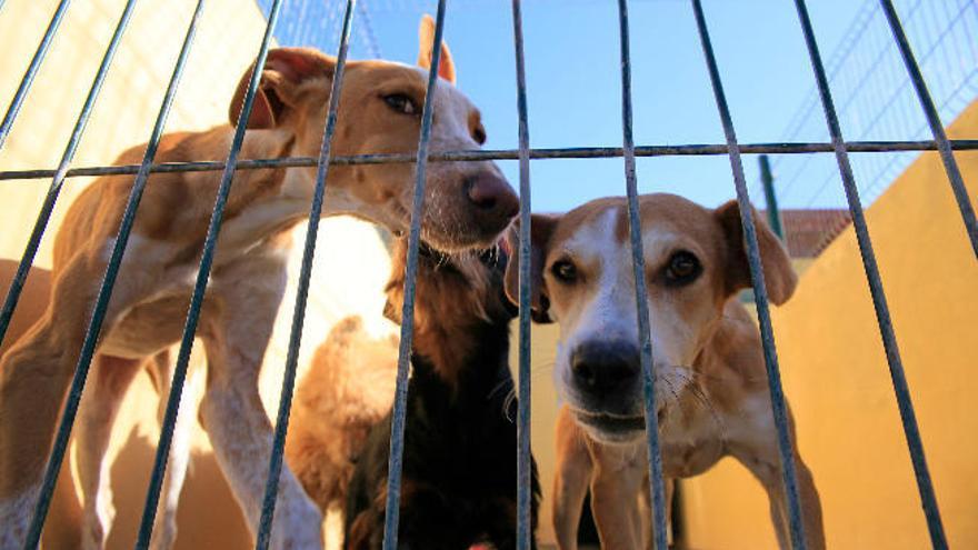 Canarias pide un plan de choque contra el abandono y maltrato animal