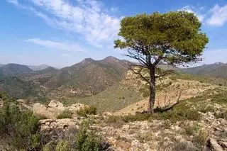 Aprueban la revisión del plan de prevención de incendios de la Serra Calderona