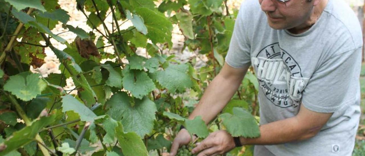 Un racimo de uvas en pleno proceso de maduración.