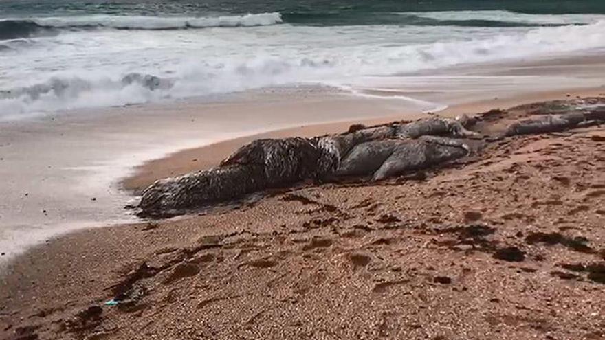 El cadáver del cachalote regresa a la playa de A Lanzada