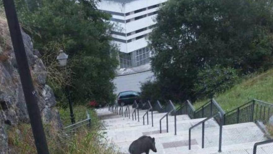 Un jabalí, de paseo ante el Tartiere