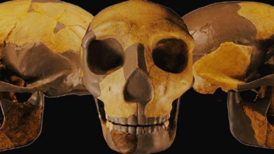 Descobreixen un crani pertanyent a una varietat desconeguda d’homínids