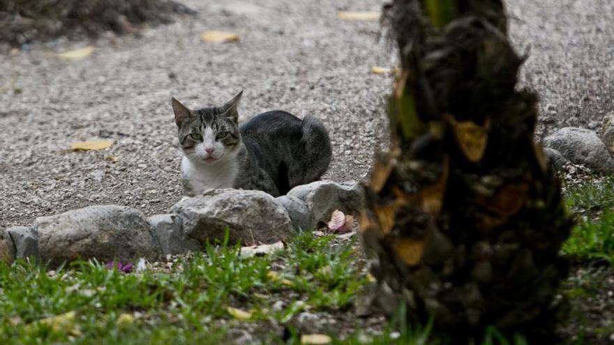 San Vicente ejecutará un plan de esterilización de sus colonias de gatos